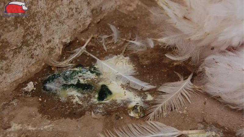 Dịch tả gà: Triệu chứng, cách phòng ngừa và điều trị