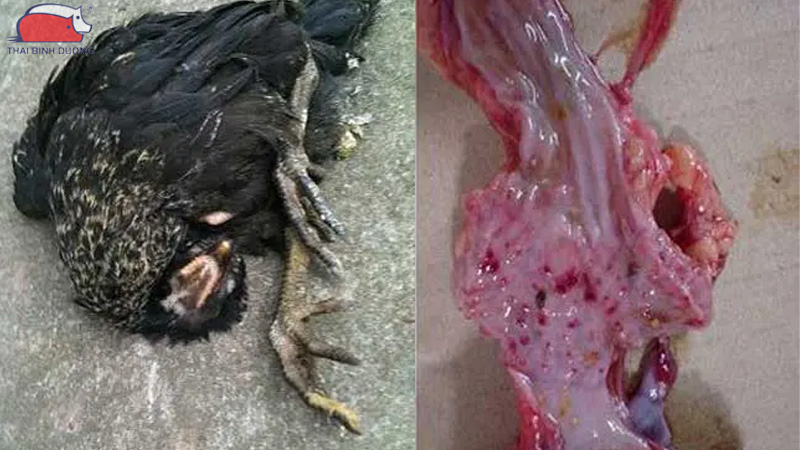 Dịch tả gà: Triệu chứng, cách phòng ngừa và điều trị