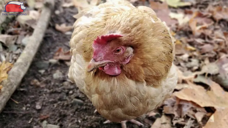 Dịch tả gà: Triệu chứng, cách phòng ngừa và điều trị