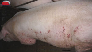 heo bi noi cuc tren da