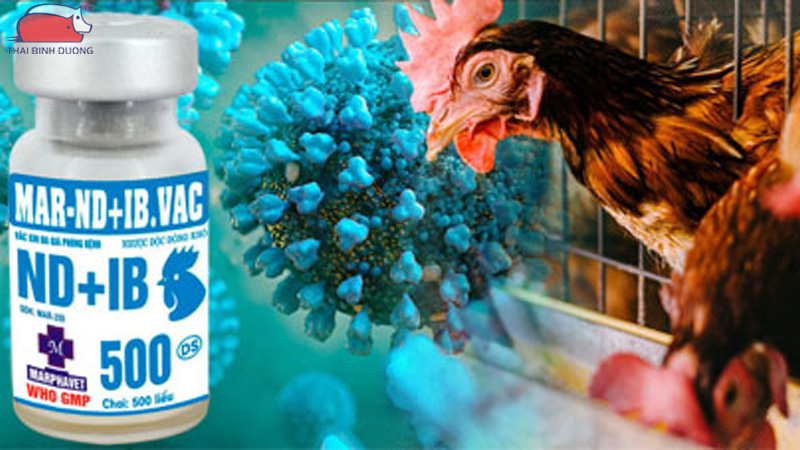 Vacxin dịch tả gà - Phân loại, liều dùng và thời điểm sử dụng