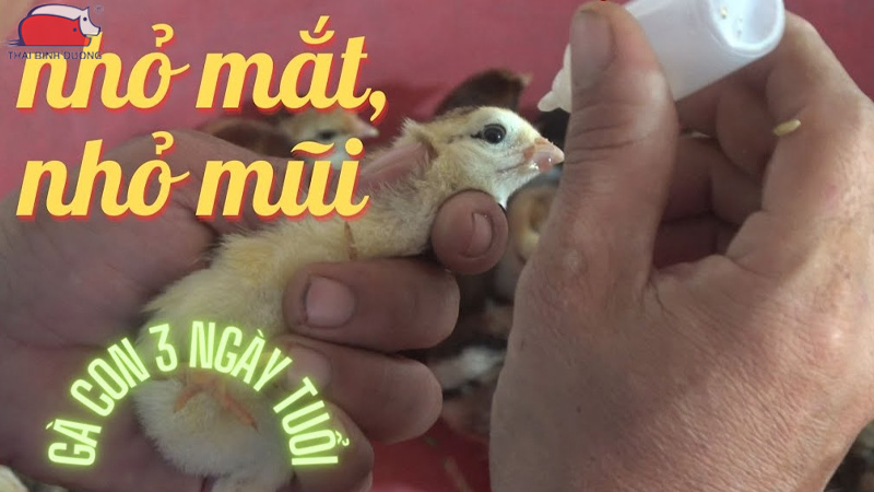 Vacxin dịch tả gà - Phân loại, liều dùng và thời điểm sử dụng