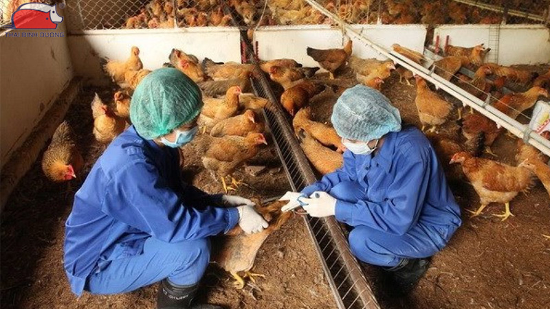 Vacxin dịch tả gà - Phân loại, liều dùng và thời điểm sử dụng