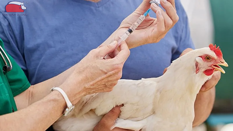 Vacxin dịch tả gà - Phân loại, liều dùng và thời điểm sử dụng