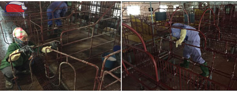 Cách khử trùng chuồng trại bằng vôi bột an toàn và hiệu quả