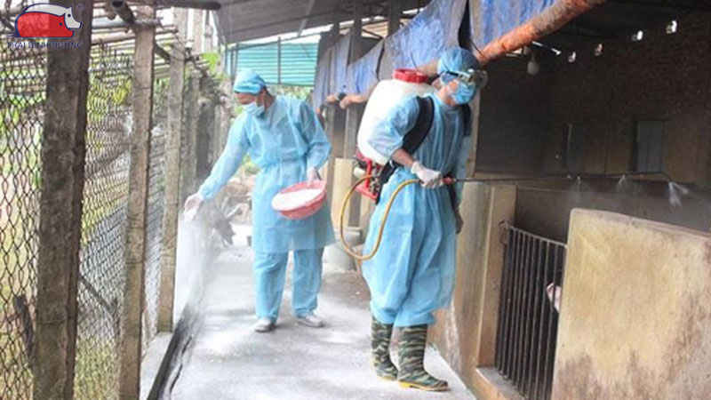 Cách khử trùng chuồng trại bằng vôi bột an toàn và hiệu quả