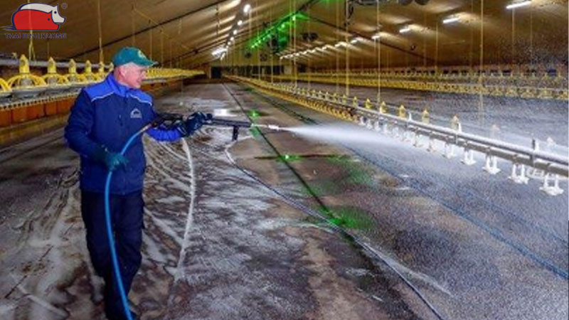 Cách khử trùng chuồng trại bằng vôi bột an toàn và hiệu quả