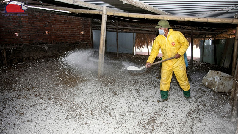 Cách khử trùng chuồng trại bằng vôi bột an toàn và hiệu quả