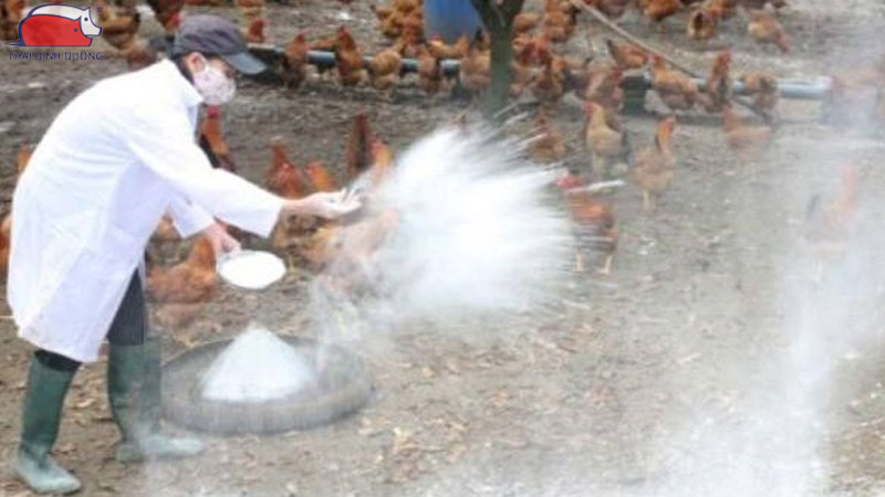 Cách khử trùng chuồng trại bằng vôi bột an toàn và hiệu quả
