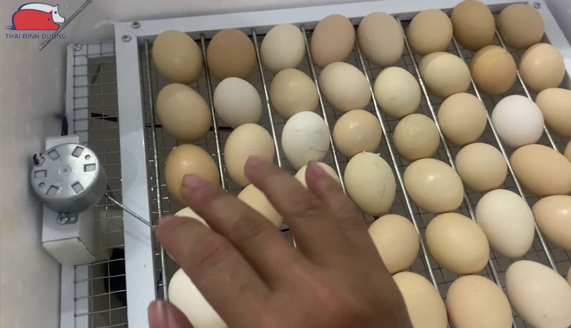 Hướng dẫn cách lắp đặt và sử dụng máy ấp trứng mini