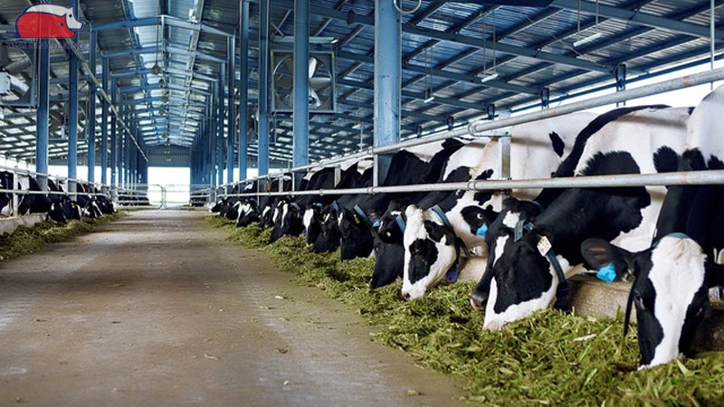 Mô hình nuôi bò khép kín: tăng hiệu quả kinh tế cao 14 Mô hình nuôi bò khép kín: tăng hiệu quả kinh tế cao