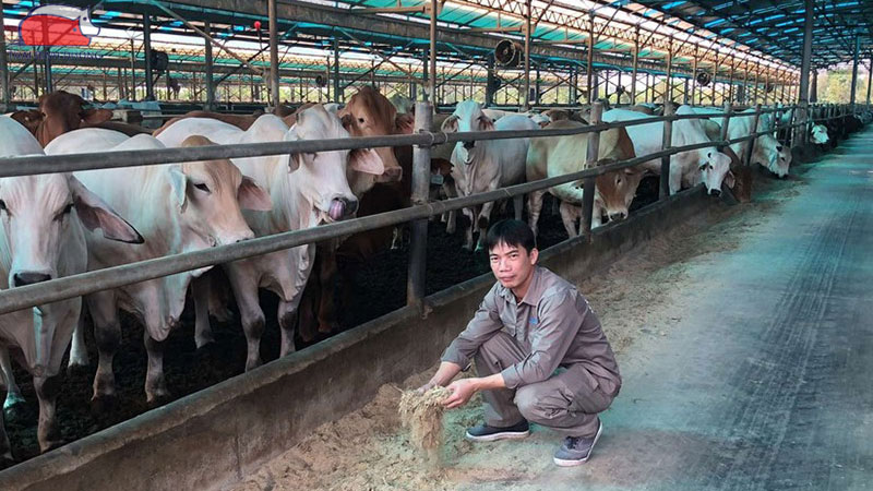 Mô hình nuôi bò khép kín: tăng hiệu quả kinh tế cao 15 Mô hình nuôi bò khép kín: tăng hiệu quả kinh tế cao