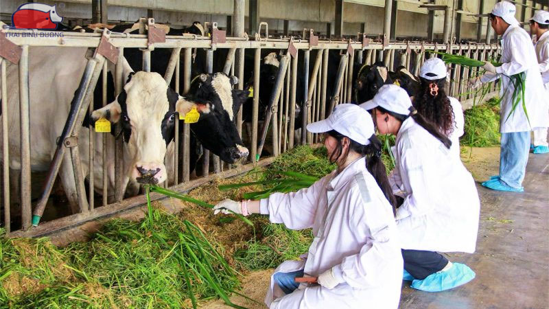 Mô hình nuôi bò khép kín: tăng hiệu quả kinh tế cao 17 Mô hình nuôi bò khép kín: tăng hiệu quả kinh tế cao