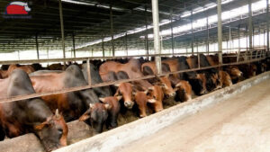 mo hinh nuoi bo khep kin