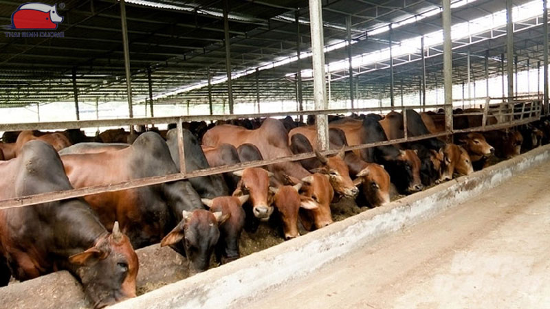 Mô hình nuôi bò khép kín: tăng hiệu quả kinh tế cao 13 Mô hình nuôi bò khép kín: tăng hiệu quả kinh tế cao