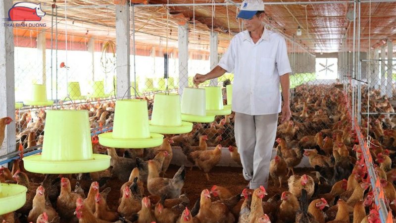 Ưu điểm và hiệu quả của mô hình trang trại gà khép kín