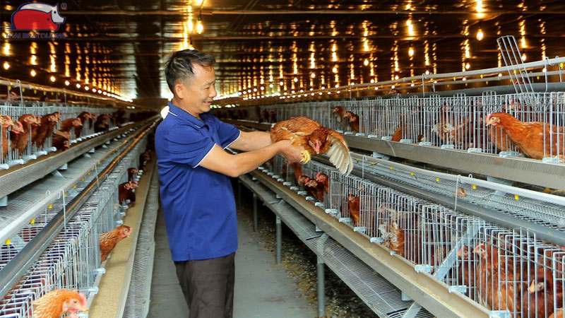 Ưu điểm và hiệu quả của mô hình trang trại gà khép kín