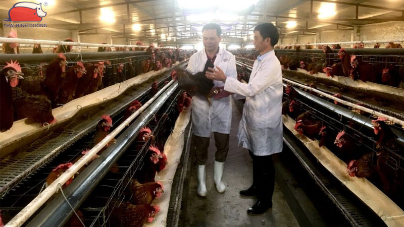 Ưu điểm và hiệu quả của mô hình trang trại gà khép kín