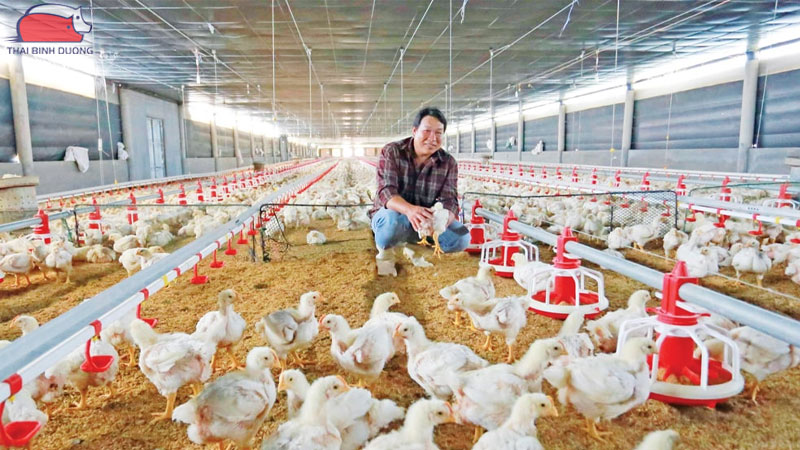Ưu điểm và hiệu quả của mô hình trang trại gà khép kín