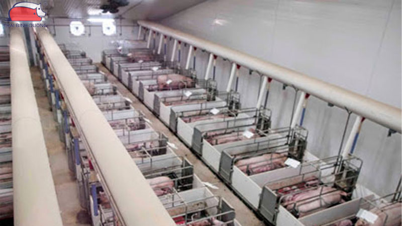 Tìm hiểu về thiết kế mô hình trang trại nuôi lợn khép kín