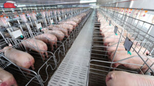 mo hinh trang trai nuoi lon khep kin