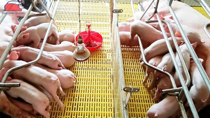 Tìm hiểu về thiết kế mô hình trang trại nuôi lợn khép kín