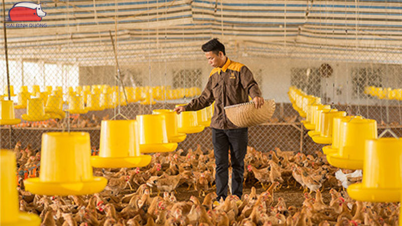 Trang trại khép kín mang lại năng suất cao, phòng dịch hiệu quả