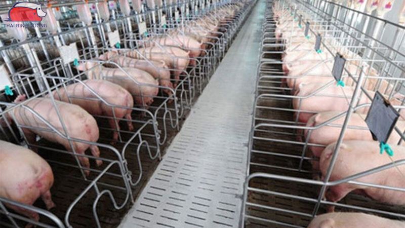 Trang trại khép kín mang lại năng suất cao, phòng dịch hiệu quả