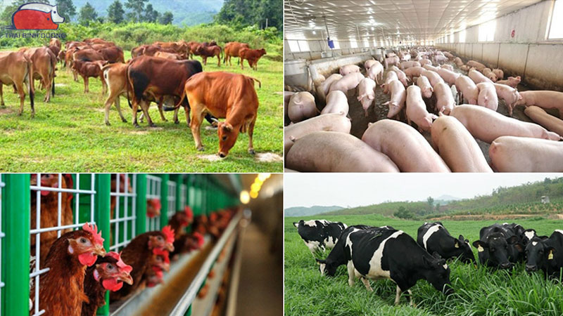 Trang trại khép kín mang lại năng suất cao, phòng dịch hiệu quả