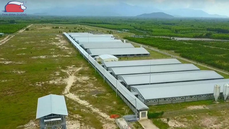 Trang trại khép kín mang lại năng suất cao, phòng dịch hiệu quả