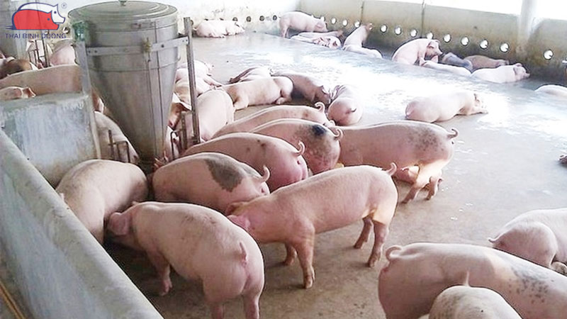 Hướng dẫn cách hạ sốt nhanh cho heo an toàn và hiệu quả