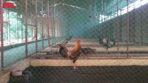 cach nuoi ga noi trong he thong khep kin 1