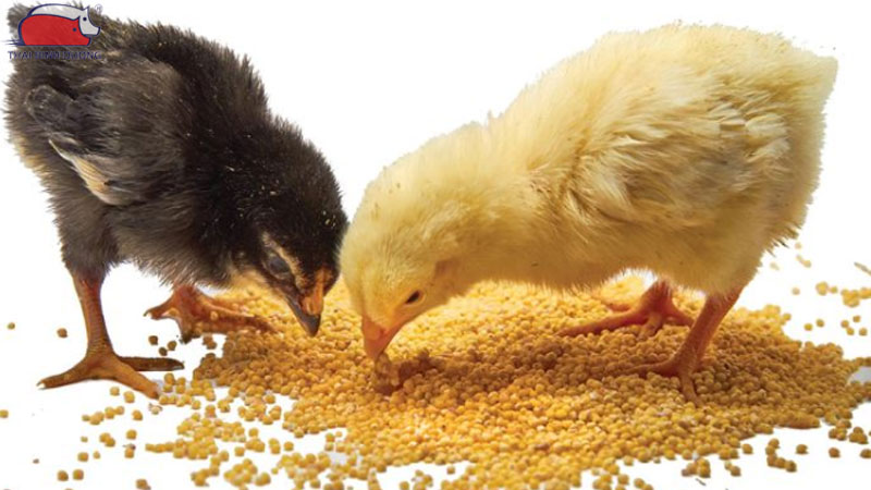 Hướng dẫn cách nuôi gà nòi trong hệ thống khép kín