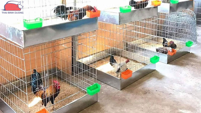 Hướng dẫn cách nuôi gà nòi trong hệ thống khép kín