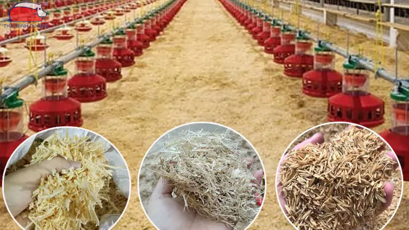 Cách nuôi Gà Tam Hoàng trong chuồng kín đúng kỹ thuật
