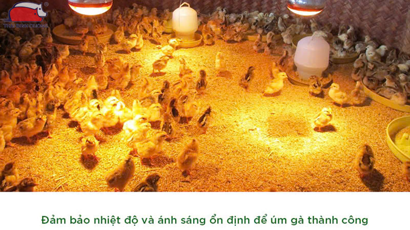 Cách nuôi Gà Tam Hoàng trong chuồng kín đúng kỹ thuật