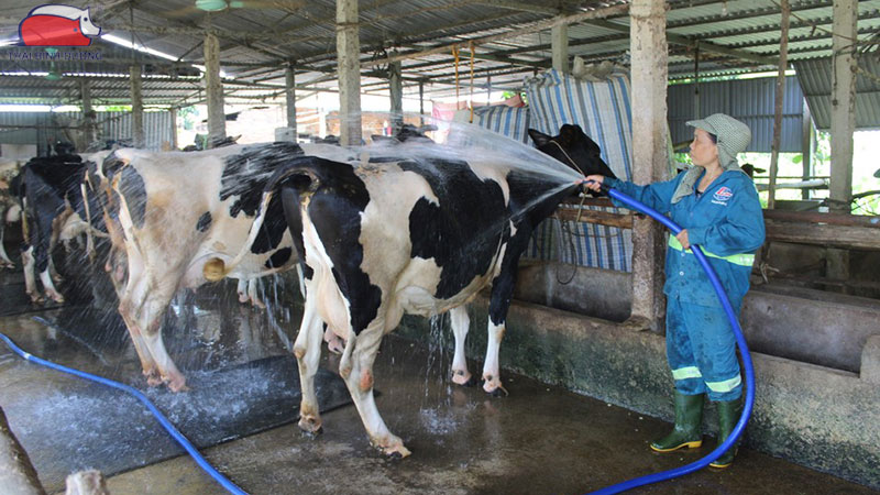 Các biện pháp chống nóng cho bò sữa hiệu quả và an toàn