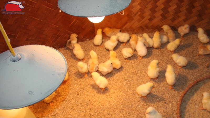 Hướng dẫn chăm sóc gà con trong mùa hè nắng nóng