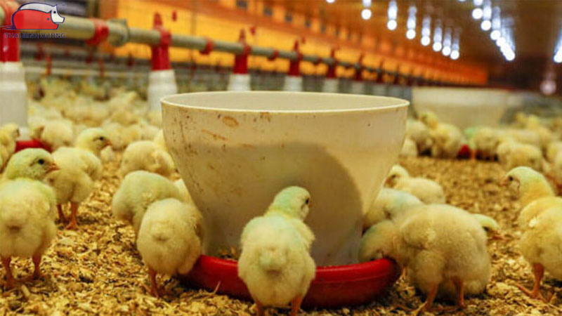 Hướng dẫn chăm sóc gà con trong mùa hè nắng nóng