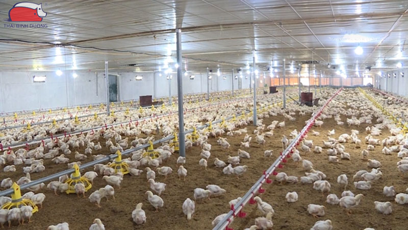 Hướng dẫn chăm sóc gà con trong mùa nóng đúng kỹ thuật
