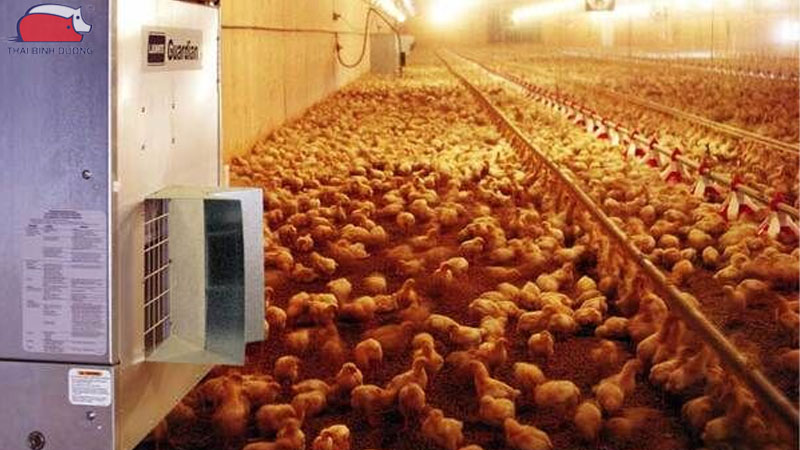 Hướng dẫn chăm sóc gà con trong mùa nóng đúng kỹ thuật