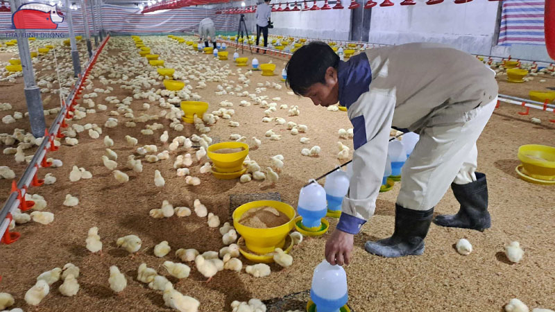 Hướng dẫn chăm sóc gà con trong mùa nóng đúng kỹ thuật