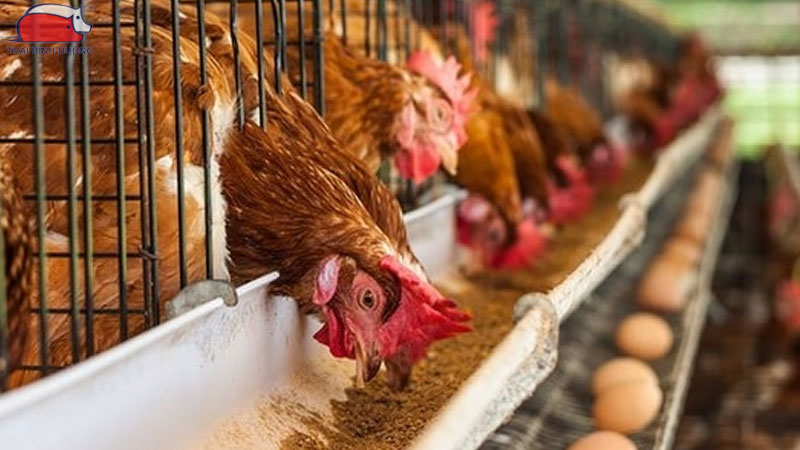 Hướng dẫn chăm sóc gà đẻ trứng trong mùa nóng