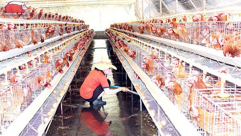 Hướng dẫn chăm sóc gà đẻ trứng trong mùa nóng