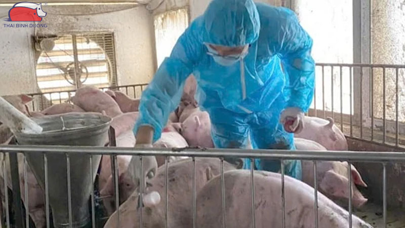 Hướng dẫn chăm sóc heo thịt trong mùa nóng