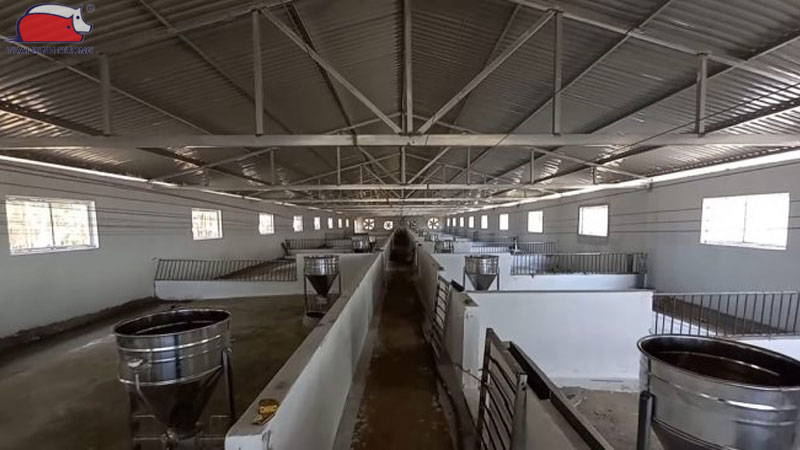 Hướng dẫn chăm sóc heo thịt trong mùa nóng