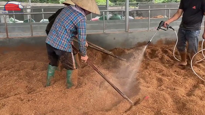 Hướng dẫn kỹ thuật nuôi gà thả vườn với hệ thống biofloc