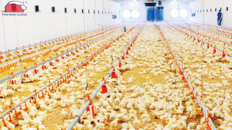 Kỹ thuật nuôi gà thả vườn với hệ thống tự động hiệu quả cao