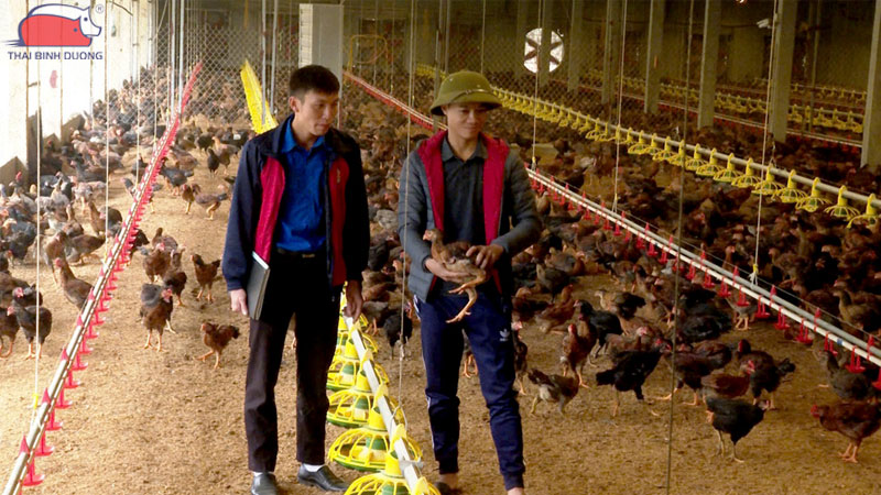 Kỹ thuật nuôi gà thả vườn với hệ thống tự động hiệu quả cao