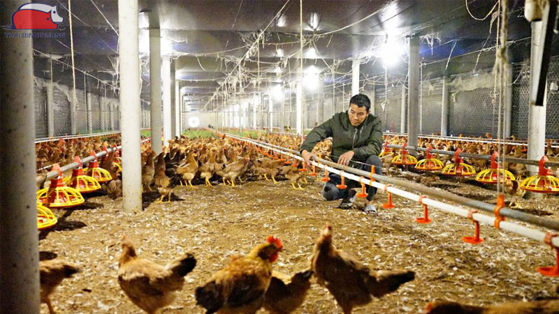 Kỹ thuật nuôi gà thả vườn với hệ thống tự động hiệu quả cao